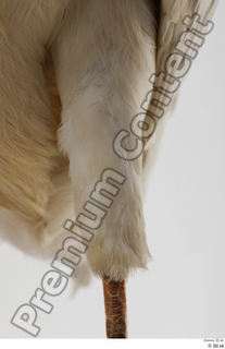 Stork  2 leg 0013.jpg